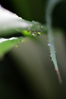Closeup of dew drops on lemongrass