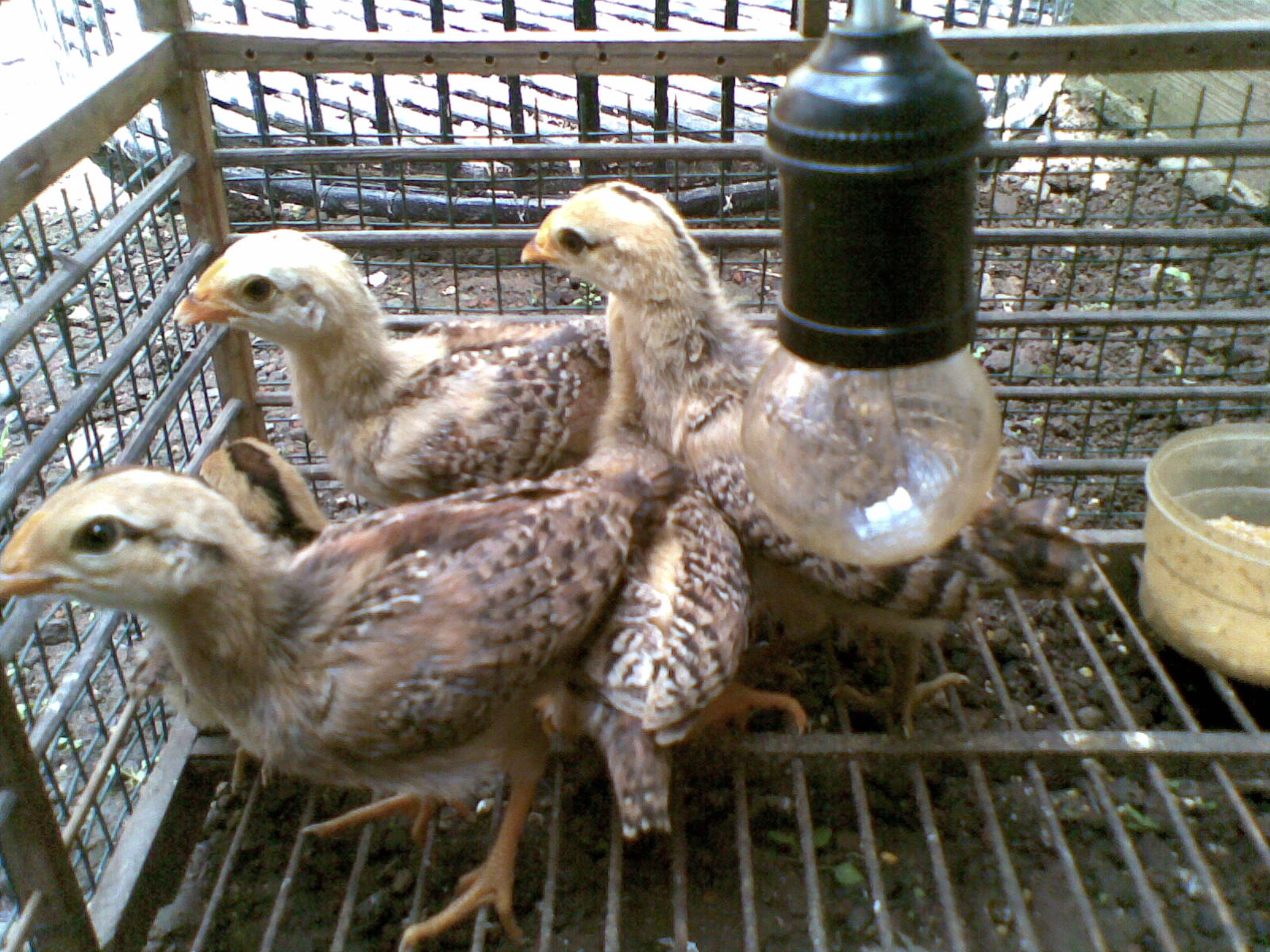 Pakan Ayam Bekisar Anakkan Ayam Bekisar
