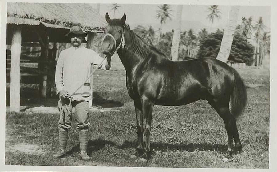 Australian horse trade Walers to the Dutch East Indies 