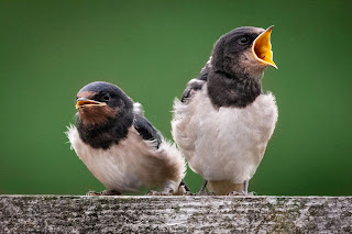 Swallow DFBridgeman