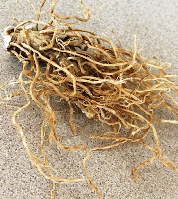 solomons seal root