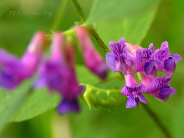 Vicia bifolia