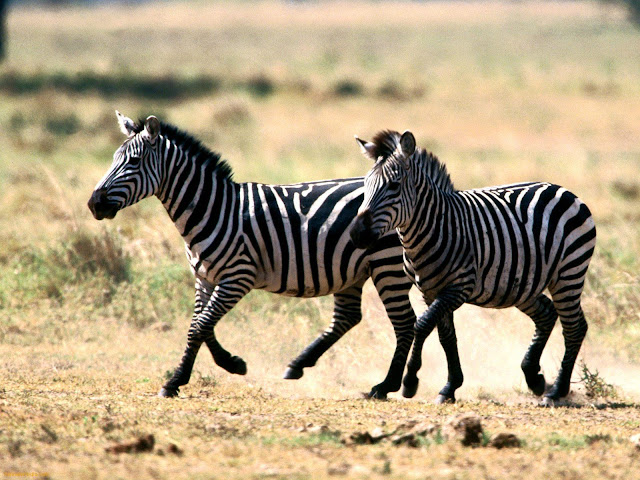 zebra Photo