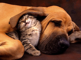 pets cat and dog animal picture