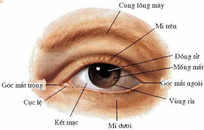 Cấu tạo của lông mi và vai trò của mi đối với đôi mắt-1