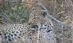 leopardo em Sabi Sand, África do Sul