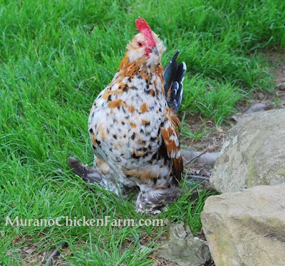 booted bantam rooster