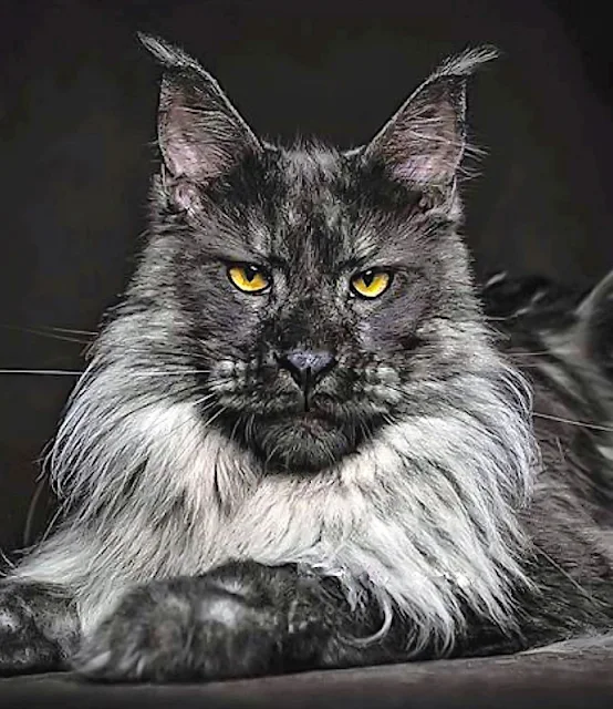 Lion-faced Maine Coon with exaggerated features