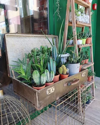 Cactos na decoração