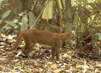 Alasan Kucing Pergi dari Rumah Kalau Sudah Tua