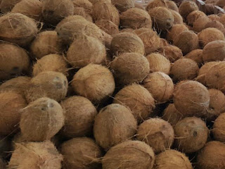 jual kelapa