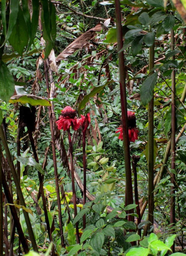 Rain forest medicinal plants