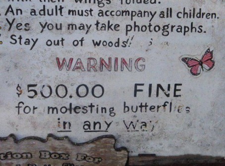 butterfly