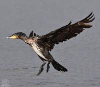 cormorán grande (Phalacrocorax carbo)​ 