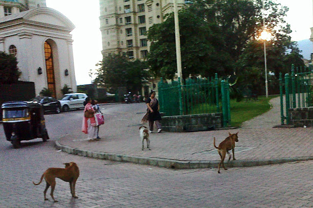 stray dogs on the road