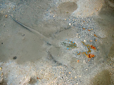 Blue-spotted fantail ray, Taeniura lymma