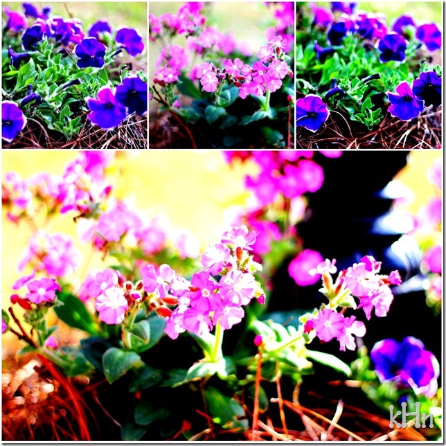 nature6