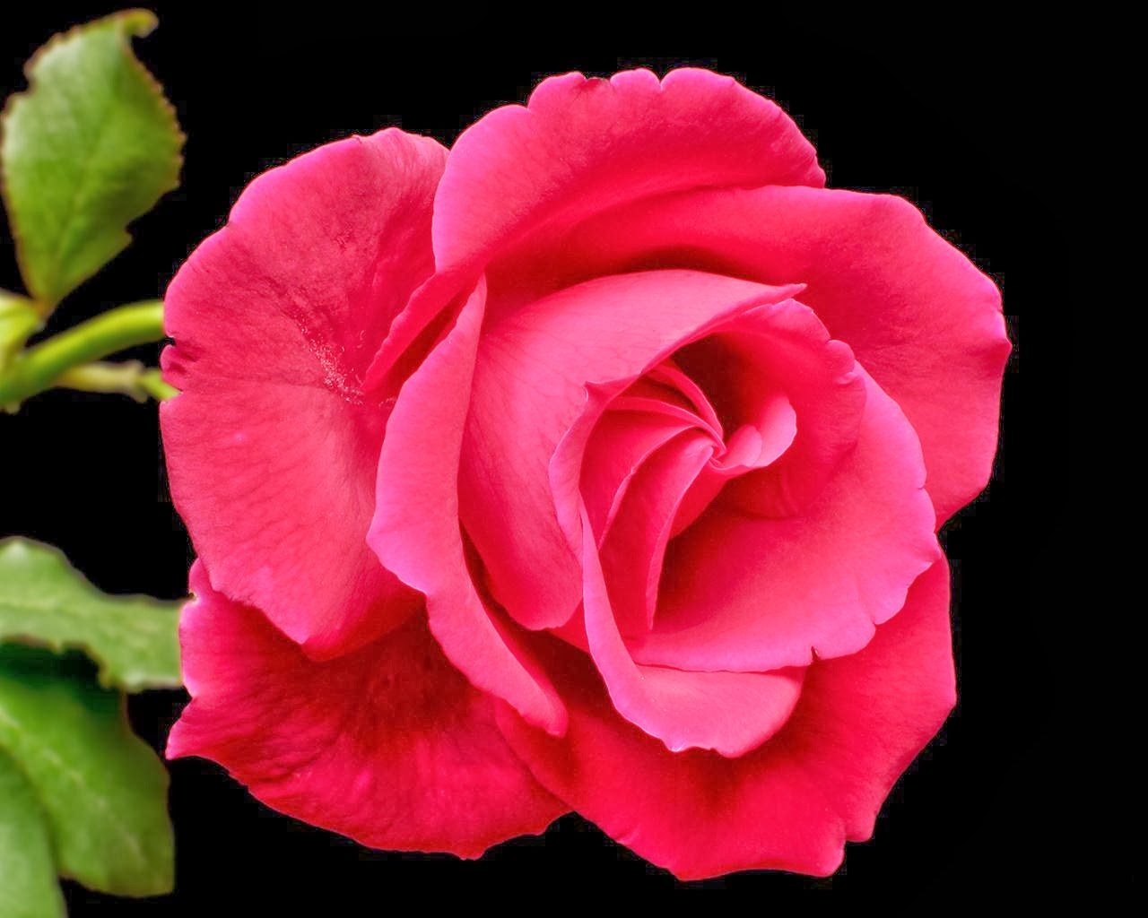 Very Nice Rose Flowers Wallpapers For Lovers