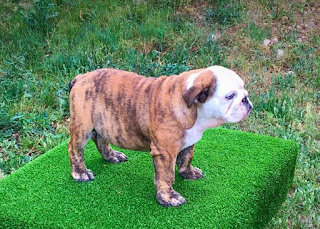 cachorro bulldog ingles valencia