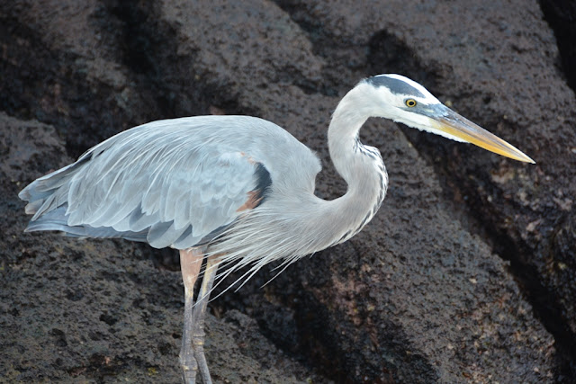 Floreana heron