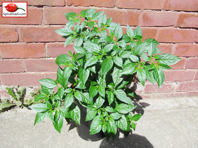 Yellow Jelly Bean Habanero - 22nd June 2019