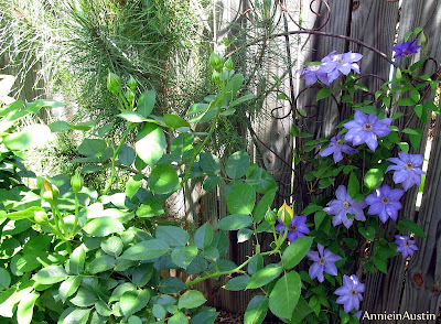 Annieinaustin, Julia child rose w Ramona Clematis