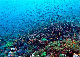 Gili Island Snorkeling Tour Package | GILI SNORKELING PACKAGE  5 DAYS - 4 NIGHTS