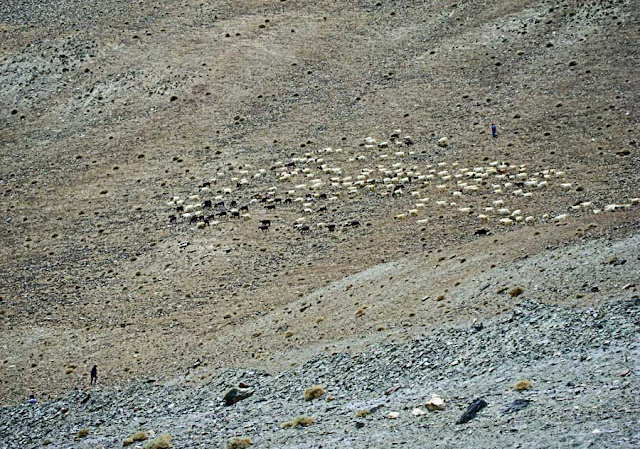 cattle grazing in Leh Ladakh on the mountainside