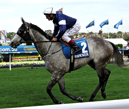 cox plate_fawkner 1