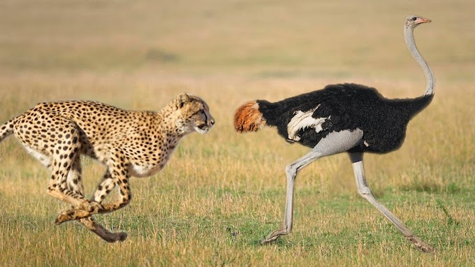 Chita tenta predar avestruz e se da mau