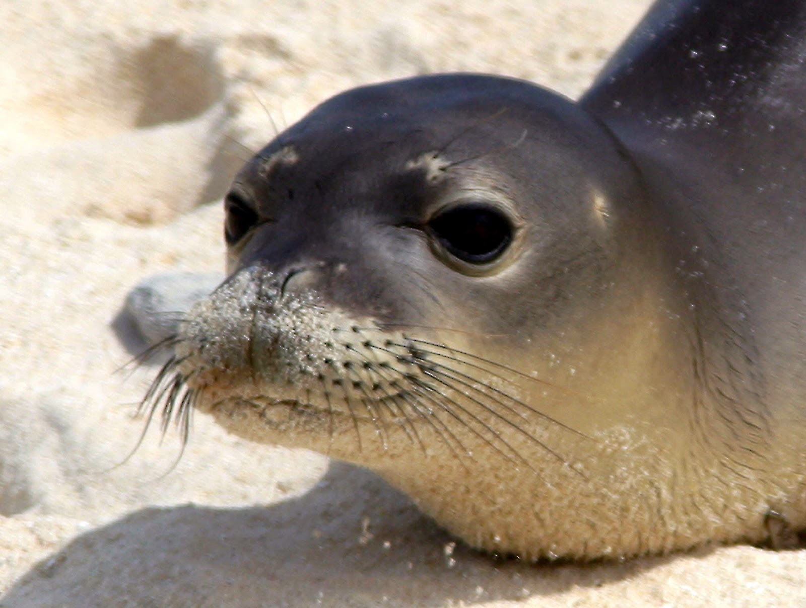 Let's Draw Endangered Species! : ): Hawaiian Monk Seal