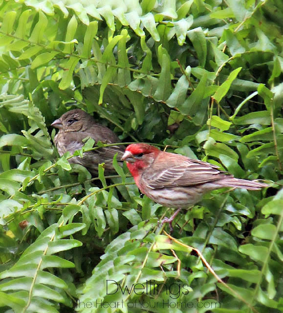 male and female house finch