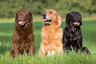 Labrador Retrievers Wallpapers