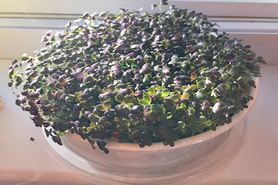 Mustard Microgreens