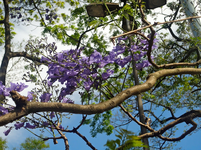 Parque Piqueri - flores jacarandá mimoso