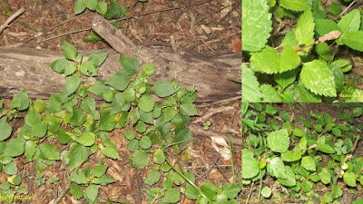 Acalypha multicaulis