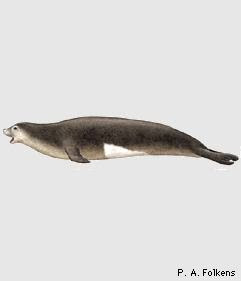 Mediterranean monk Seal