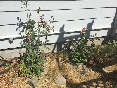 Flowerbed overgrown with weeds