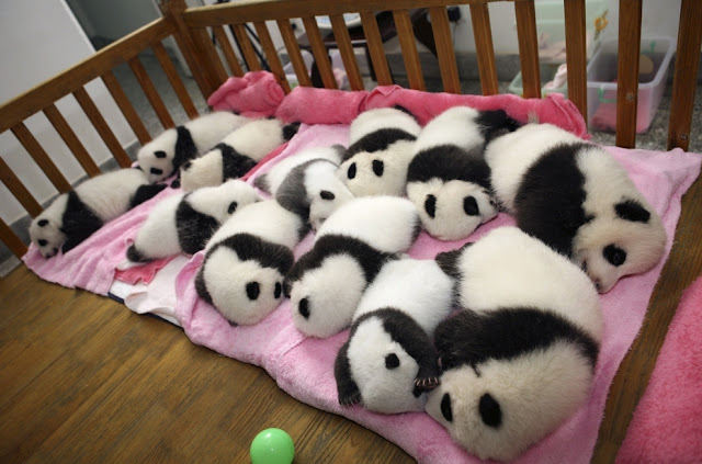 Cute baby pandas born in China, cute baby panda photos, baby pandas