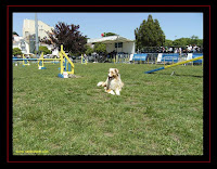 Australian Shepherd in Agility at Belem