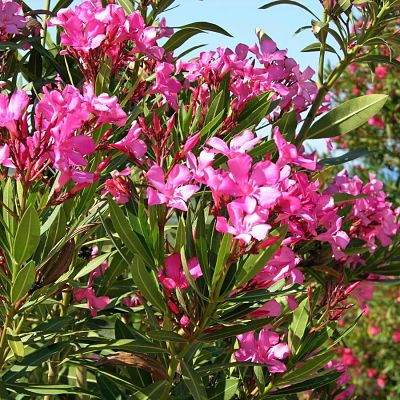 21 Jenis Bunga  Indah Tapi Beracun Di Sekitar Kita Ragam 