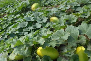 Buah Timun Suri di Salah Satu Kebun di Depok