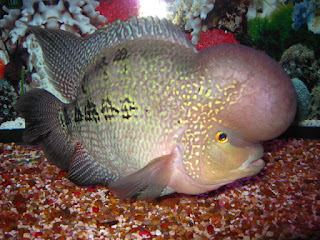 Kamfa Flowerhorn