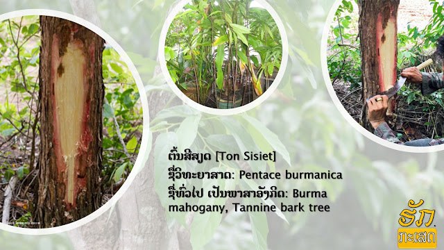 ຕົ້ນສີສຽດ [Ton Sisiet]  ຊື່ວິທະຍາສາດ: Pentace burmanica  ຊື່ທົ່ວໄປ ເປັນພາສາອັງກິດ: Burma mahogany, Tannine bark tree