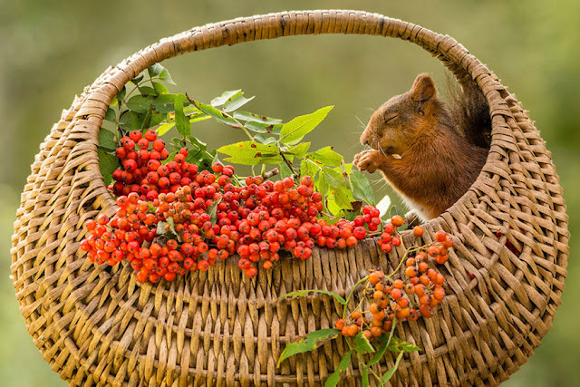 Esquilos emprestam seu charme a um estúdio montado na natureza por Geert Weggen 