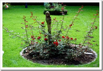 Rosenbeet © H. Brune