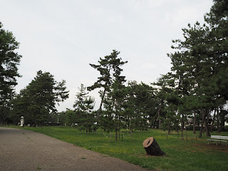 浜寺の松