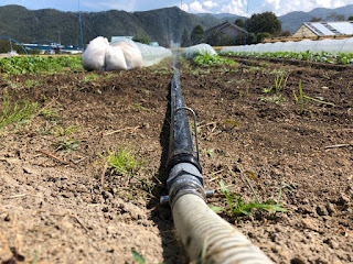 【20191001】露地野菜の潅水