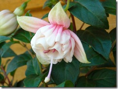 white blush