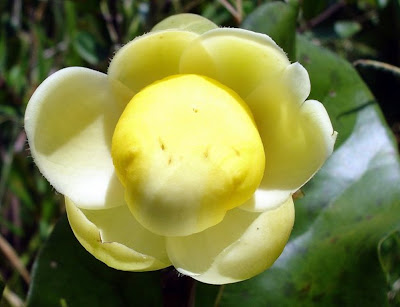 Flor ovo-frito (Eschweilera nana - Lecythidaceae family)  foto de JC Patrício